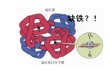 人体黄色草莓视频免费在线观看品牌山东草莓视频APP下载18探究铁元素在人体中的作用