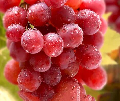 儿童黄色草莓视频免费在线观看厂家提议应适当喂养小孩些红提，补充身体必需微量元素